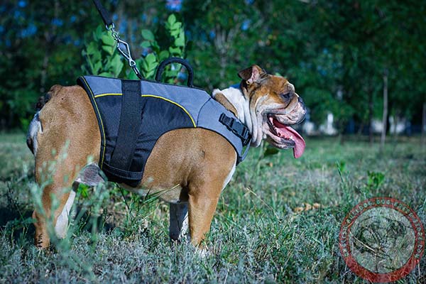 English Bulldog nylon harness with corrosion resistant fittings for improved control
