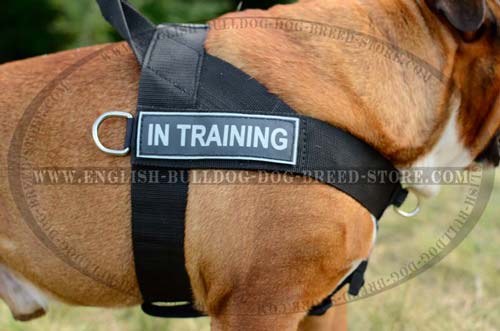 English Bulldog harness with id patches