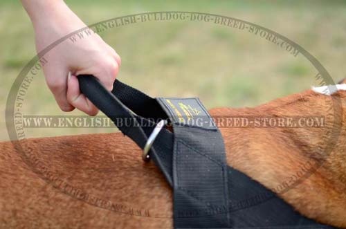 Nylon English Bulldog harness for training with handle