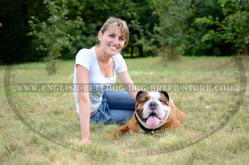 Custom design harness for English Bulldog