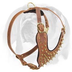 English Bulldog sparkling leather dog harness