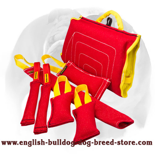 Special Bite Set for Training English Bulldog Puppies