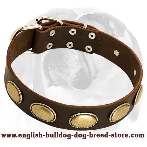 Elegant look in leather dog collar with vintage oval plates for English Bulldog