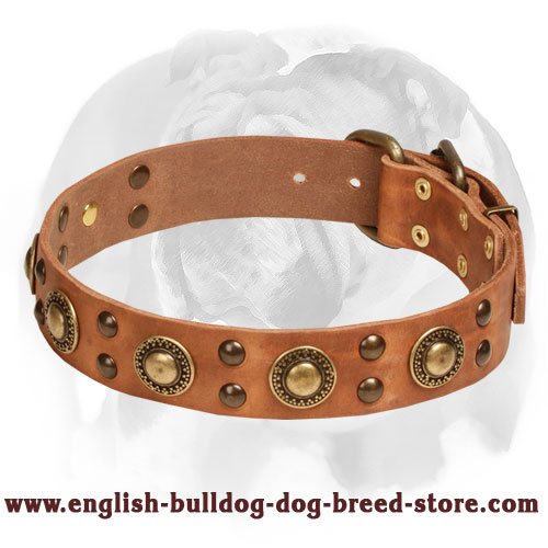 'Space-like' English Bulldog Leather Dog Collar with Brass Decor