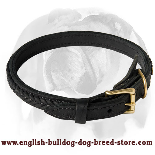 Trendy Dog Collar with braided decoration for your English Bulldog