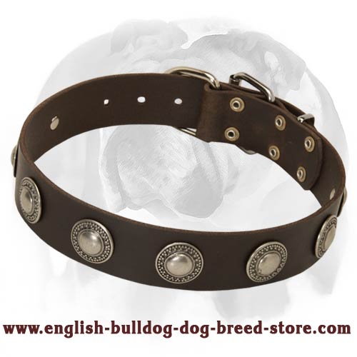 Wide Leather Dog Collar with Hand-Set Silver-like Conchos designed for English Bulldog breed