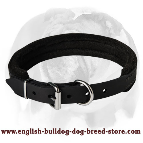 English Bulldog Breed Leather Collar forTraining and Regular Walking