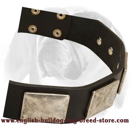 Swell Leather Dog Collar for English Bulldog With Vintage Massive Plates
