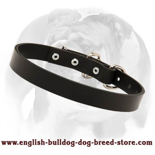 Leather Dog Collar With Smooth Polished Surface for English Bulldog breed