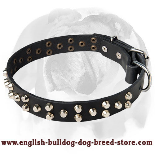 Glorious leather dog collar with pyramids for English Bulldog breed