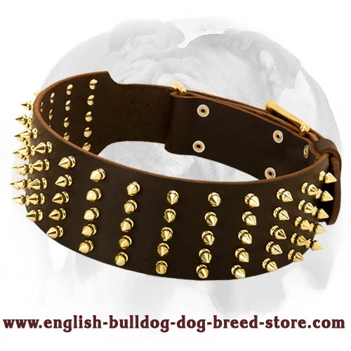Shimmering Leather Dog Collar with Brass Spikes Designed for English Bulldog Breed