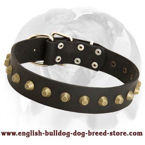 Wide Leather Dog Collar With Brass Pyramids Designed for English Bulldog Breed