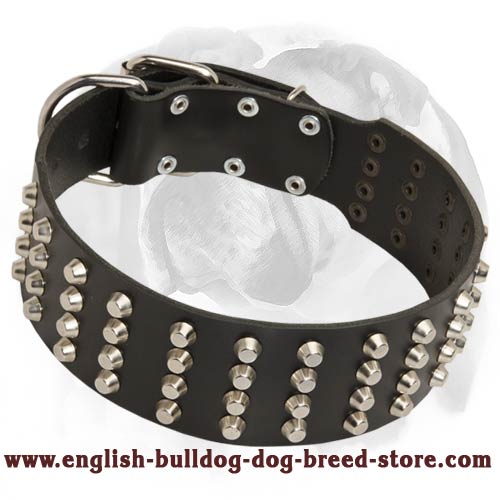 Wide Embelished Leather Dog Collar for English Bulldog breed