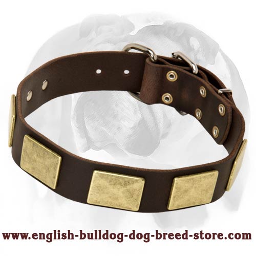English Bulldog Breed Neatly Designed Leather Dog Collar With Hand-Set Massive Plates
