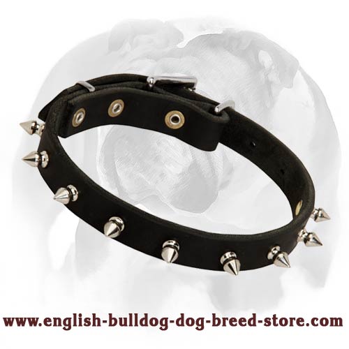 Exclusive Spiked Dog Collar for English Bulldog breed