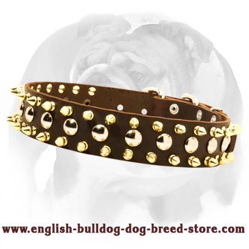 English Bulldog Leather Spiked and Studded Dog Collar for awesome look of your pet