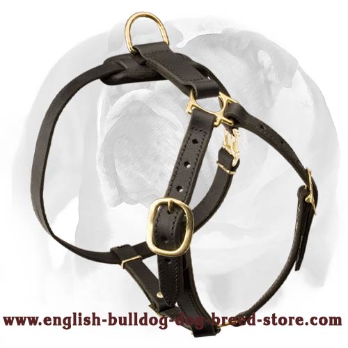 Creatively designed leather dog harness for English Bulldog breed