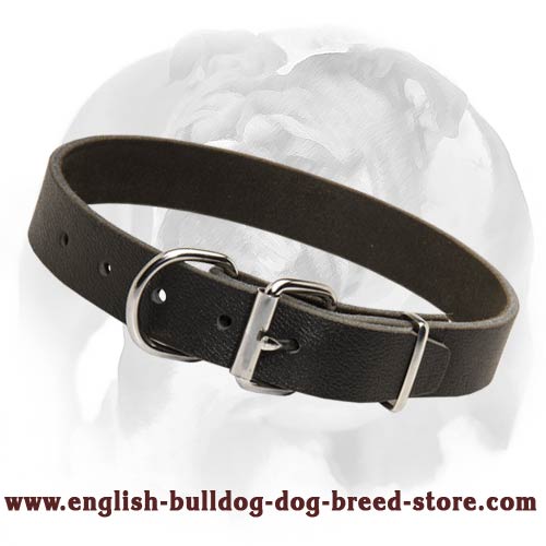 Extremely Light-Weight Leather Dog Collar for English Bulldog Breed