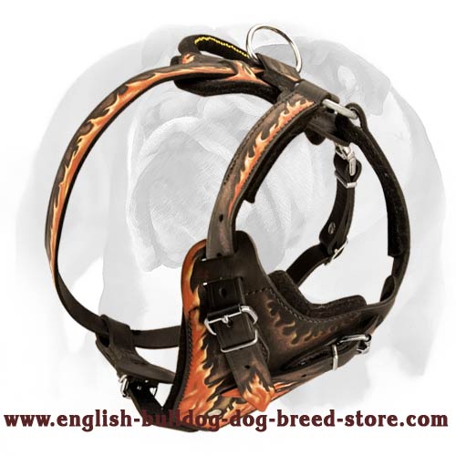 English Bulldog Leather Harness for any activity you & your dog enjoy