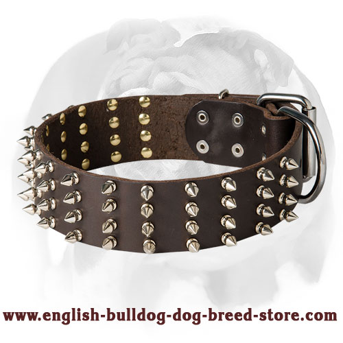 English Bulldog 2 inch Wide Leather Dog Collar with Spikes