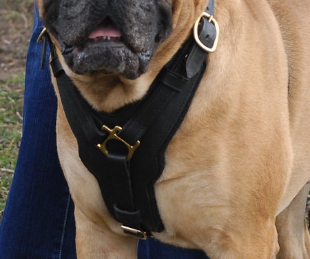 Premium Leather Dog Harness with Brass Fittings for English Bulldog breed