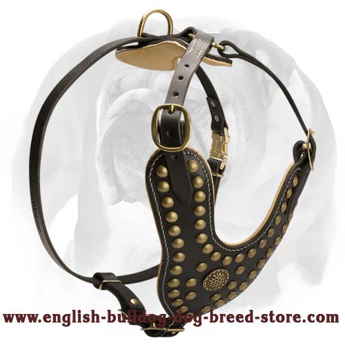 Royal Dog Harness For English Bulldog Decorated With Brass Studs