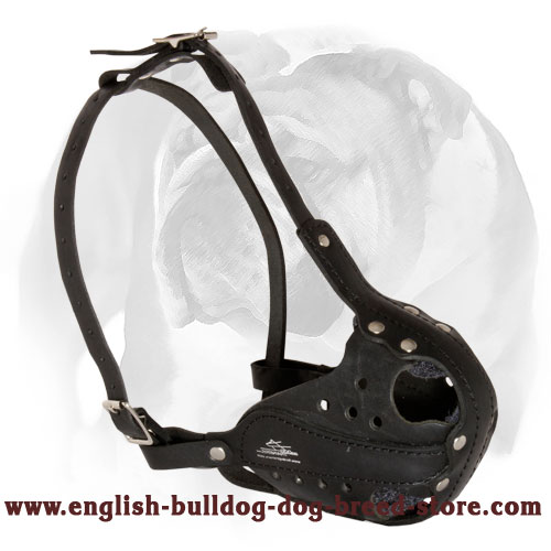 Professional Leather English Bulldog Breed Muzzle - Click Image to Close