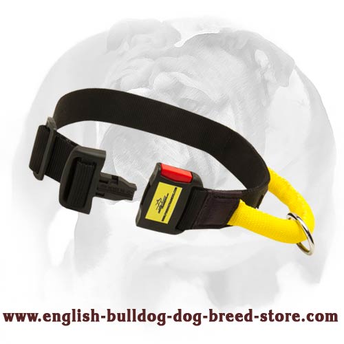English Bulldog budget nylon dog collar with handle of high quality