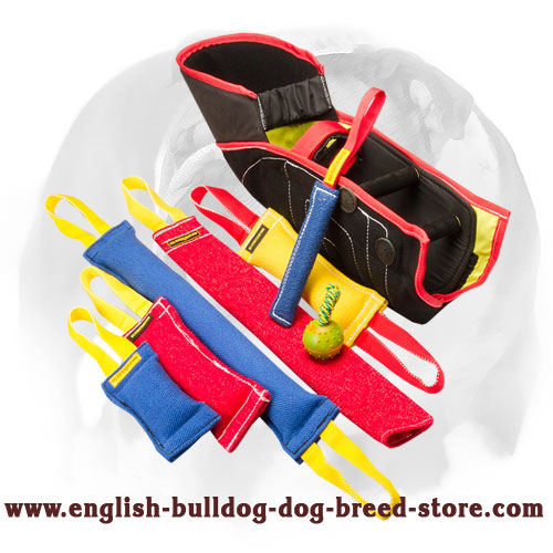 English Bulldog Great Bite Training Set for Puppies and Young Dogs