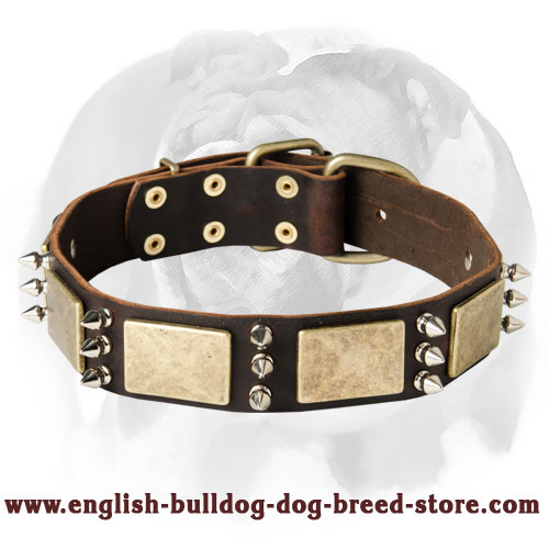 Exellent English Bulldog Collar equipped with stylish decoration