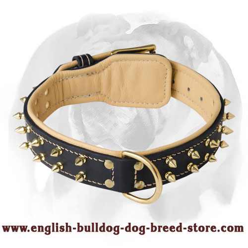 Remarkable Leather Dog Collar for your English Bulldog