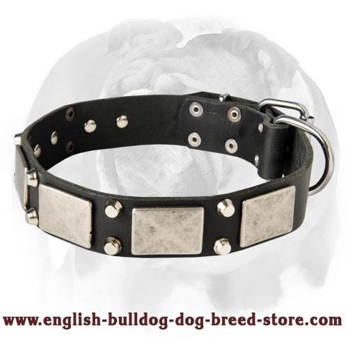 Splendid English Bulldog Collar decorated with nickel plates and pyramids