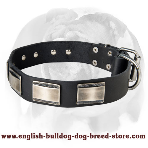 Stylish leather Dog Collar equipped with nickel plates!