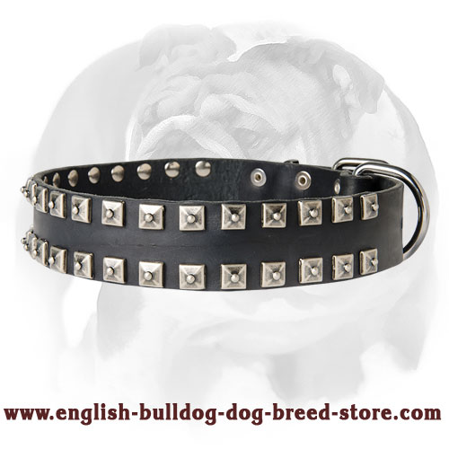English Bulldog Fashionable “Caterpillar” Dog Collar with Buckle