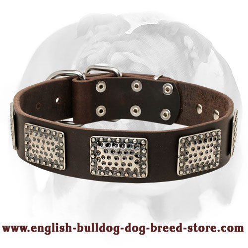English Bulldog Leather Dog Collar Decorated with Gorgeous Massive Nickel Plates