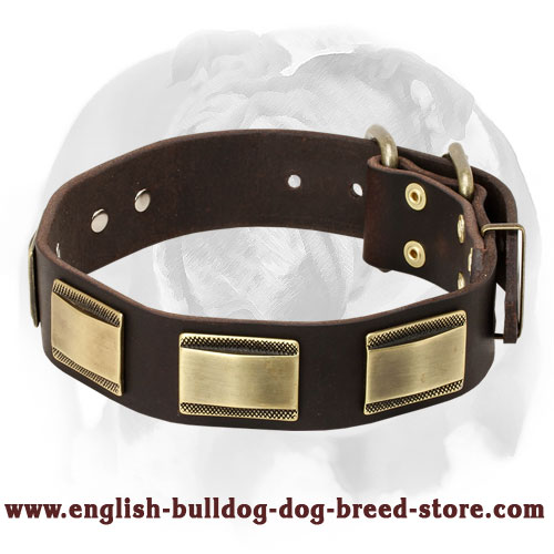 English Bulldog Gorgeous Leather Dog Collar with Beautiful Brass Plates
