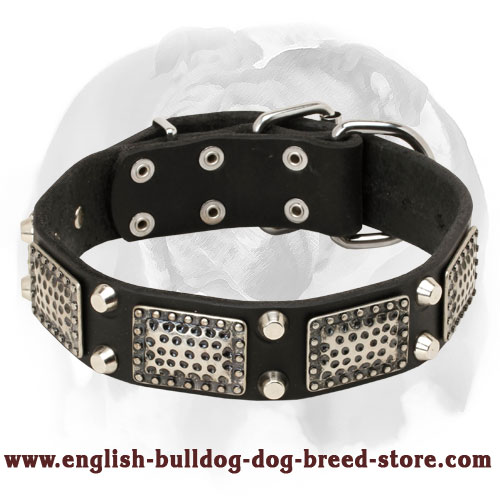 English Bulldog Leather Dog Collar with Massive Nickel Decorations