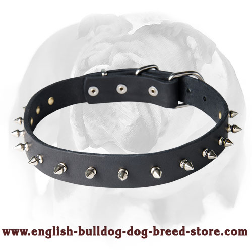 English Bulldog Leather Dog Collar with 1 Row of Spikes and Rivets