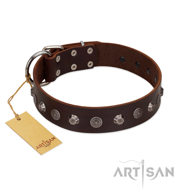 "Dark Chocolate" Handmade FDT Artisan Brown Leather English Bulldog Collar with Studs - Click Image to Close