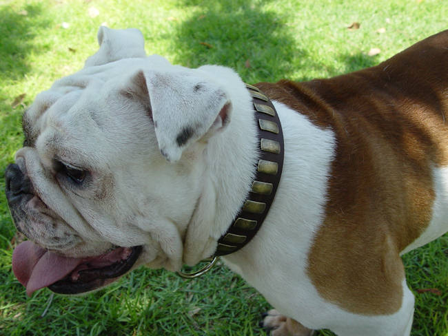 Gorgeous Wide Leather Dog Collar With Plates