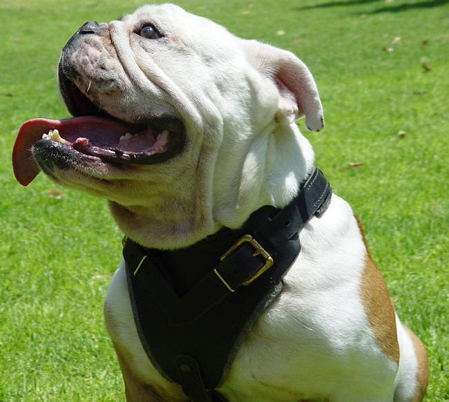 Super Popular English Bulldog Leather Dog Harness for various kinds of Training and Daily Walking