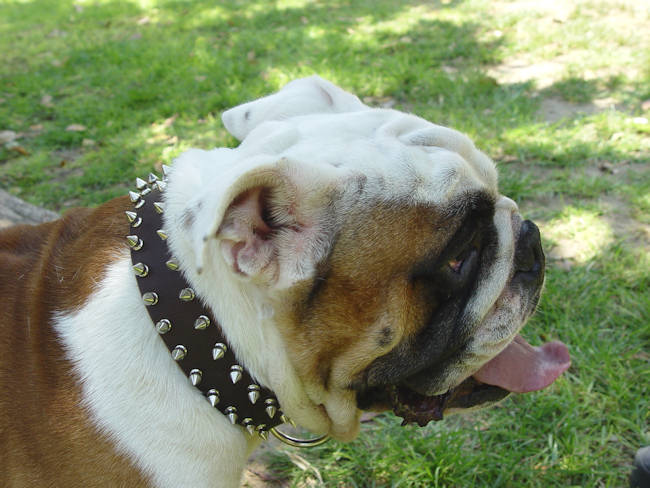Leather Spiked Dog Collar for Bulldogs for English bulldog