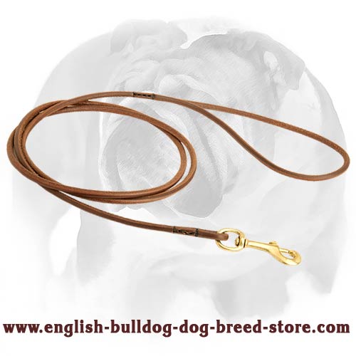 English Bulldog lead for dog shows