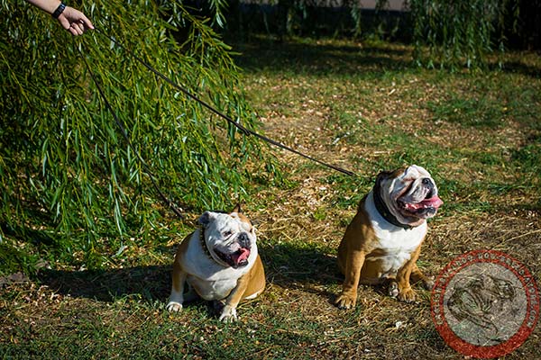 English Bulldog leather leash of genuine materials with brass plated hardware for daily walks