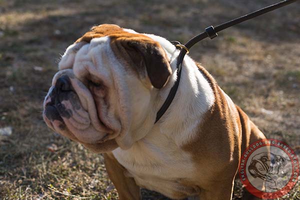 English Bulldog leather leash of genuine materials with brass plated hardware for daily walks