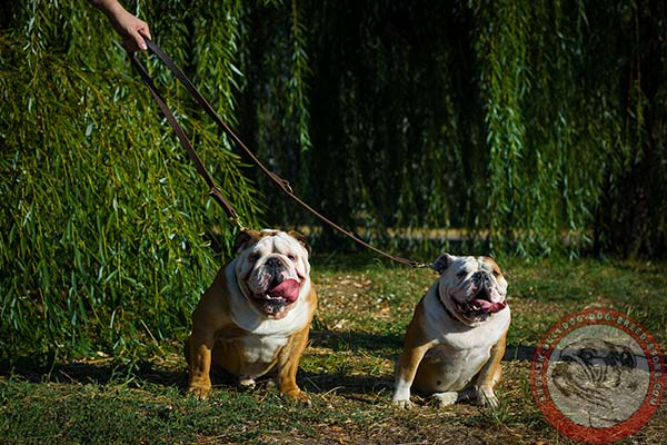 English Bulldog leather leash with rustless hardware for professional use