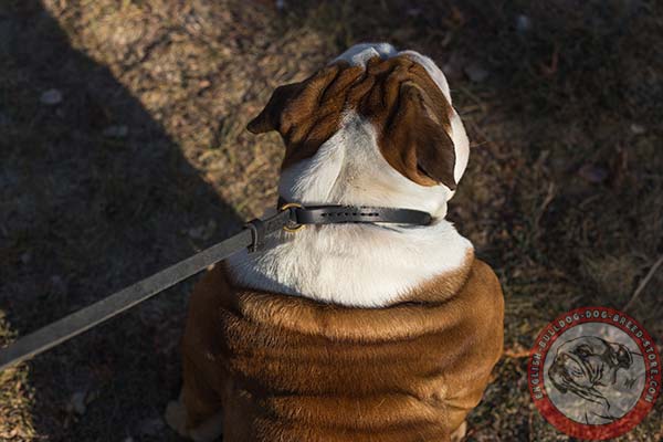 English Bulldog leather leash with reliable hardware for quality control