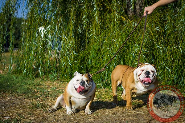 English Bulldog leather leash with rust-resistant hardware for basic training