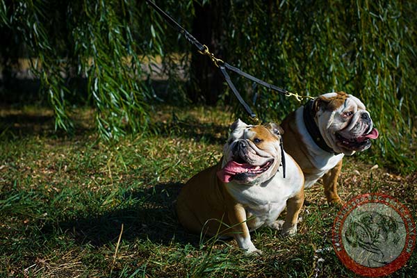 English Bulldog leather leash with non-corrosive hardware for improved control