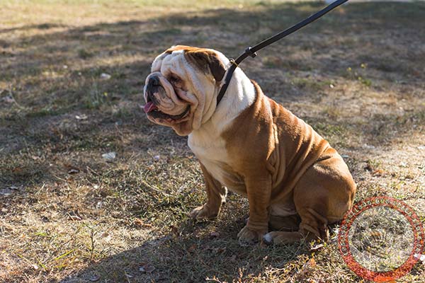 English Bulldog leather leash of lightweight material with brass plated hardware for improved control